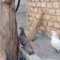 کفتر مادع|پرنده|قوچان, |دیوار