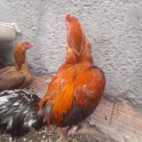 دو جفت مرغ و خروس لاری اصل
