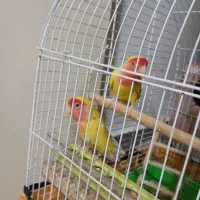 طوطی برزیلی نر و ماده