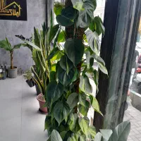 گل و گلدون کاملا حرفه ای متعلق به املاک|گل و گیاه طبیعی|تهران, آزادشهر|دیوار