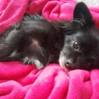 پامر اشپیتز واگذاری