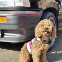 واگذاری سگ توی پودل