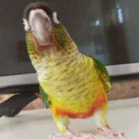 طوطی گرینچیک|پرنده|چناران, |دیوار