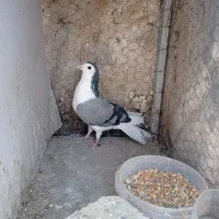 دمگیر ماده دستگردی|پرنده|اصفهان, خیادان|دیوار
