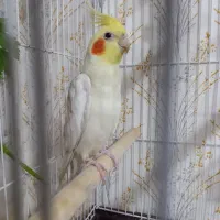 عروس هلندی نر اماده سخنگو