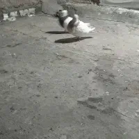 سلام یه جفت طوقی ن هفرنگ ماده زرد معاوضه باشازده|پرنده|نجفآباد, صالح آباد|دیوار