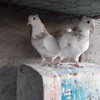 طوقی نروماده