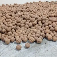 گردو|خوردنی و آشامیدنی|تهران, مختاری|دیوار