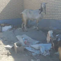 بز با گوسفند|حیوانات مزرعه|ماهدشت, |دیوار