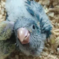 راهب گرینچیک