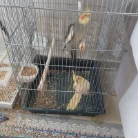 عروس هلندی