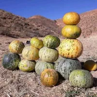 گرگه دیم سنم ذرت فلفل و..هستم