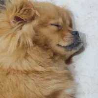 سگ پامر|سگ|سلمانشهر, |دیوار