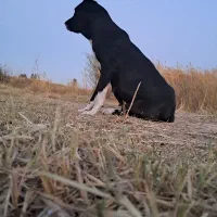 سگ گله تزمینی ماده