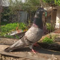 کبوتر غریب گرفته