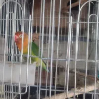 طوطی برزیلی عروس هلندی|پرنده|زنجان, |دیوار