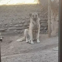 سگ گمشده|حیوانات|زنجان, |دیوار