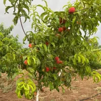 فروش-باغچه-500متر-باسند700ملیون