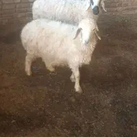 میش اوست بره بز