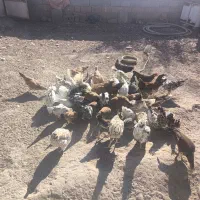 مرغ و خروس و جوجه|حیوانات مزرعه|تویسرکان, |دیوار