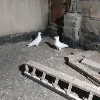 یک جفت خال سرخ