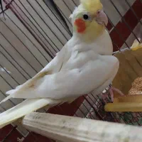 لوتینو سر حال و شیطون