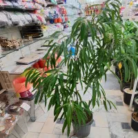 بنجامین آمستل سالنی پتوس سانسوریا دیفن شفلرا ورمی|گل و گیاه طبیعی|قم, ولیعصر|دیوار