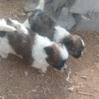 پاکوتا واگزاری