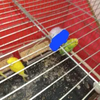 مرغ عشق|پرنده|میناب, |دیوار