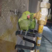 طوطی ملنگو نر