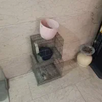 قفس سهره