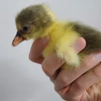 جوجه غاز ۳ روزه