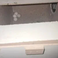 جفت عروس هلندی|پرنده|سوسنگرد, |دیوار