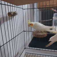 عروس هلندی لوتیونو|پرنده|علی‌آباد کتول, |دیوار