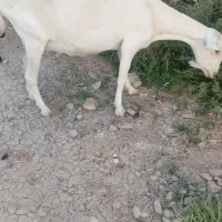 بز سانن|حیوانات مزرعه|رحمتآباد, |دیوار