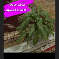 فروش گل