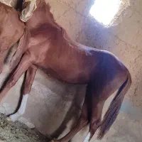 فروش اسب قیمت توافقی|اسب و تجهیزات اسبسواری|پاکدشت, پارچین|دیوار