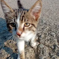 واگذار گربه برای خانواده|گربه|لوندویل, |دیوار