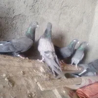 دمگیر دولا و دوبهر غلاق و فیروزه ای|پرنده|اصفهان, بوستان ناژوان|دیوار