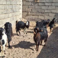 ۵عدد بز ماده ویک نر|حیوانات مزرعه|آران و بیدگل, |دیوار