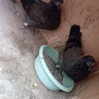 کفتر‌پرش|پرنده|گلستان (تهران), |دیوار