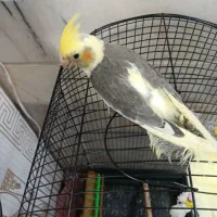 عروس