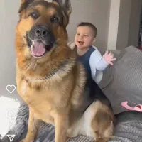 واگذاری|سگ|کرج, باغستان|دیوار