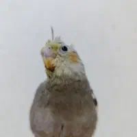 جوجه طوطی عروس هلندی|پرنده|امیدیه, |دیوار