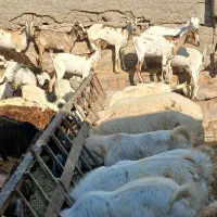 کهره گیسه بز خود بندرعباس با قصابی رایگان|حیوانات مزرعه|بندرعباس, |دیوار