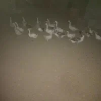 توافقی