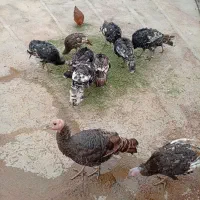 هشت عددبوغلمون