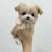 سگ خانگی مینی سایز|سگ|تبریز, |دیوار