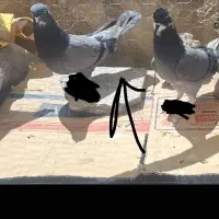 کبوتر سبز ماده