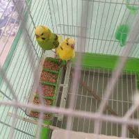 مرغ عشق|پرنده|گرمدره, |دیوار